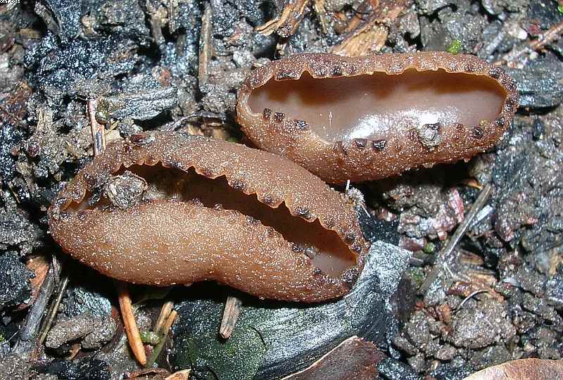 Peziza echinospora        P. Karst.,